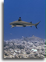 Two Blacktip Reef Sharks::Bora Bora, French Polynesia::