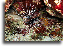 Lionfish::Bora Bora, French Polynesia::