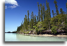 Araucaria Columnaris::Wyspa Choinek, Nowa Kaledonia, Oceania::