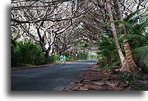 Tunel drzew::Wyspa Choinek, Nowa Kaledonia, Oceania::