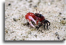 Fiddler Crab::Isle of Pines, New Caledonia, South Pacific::