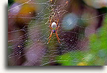Spider in the Bush::Malakula Island, Vanuatu, South Pacific::