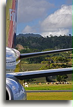 Krowy na lotnisku::Port Vila, Vanuatu, Południowy Pacyfik::