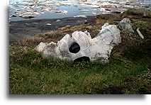 Stare kości wieloryba::Arktyczna część Alaski, Stany Zjednoczone::
