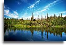 Black Spruce Reflections::Alaska, USA::