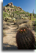 Barrel Cactus::Four Seasons Resort, Scottsdale, Arizona, USA::