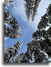 Lodgepole Pine Trees::Vail, Colorado, USA::
