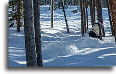 Tree Skiing::Vail, Colorado, USA::