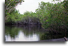 Everglades #2::Everglades, Florida, United States::