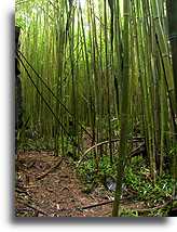 Bamboo Grove::Kauai, Hawaii Islands::