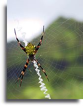 Spider`s Web::Kauai, Hawaii Islands::