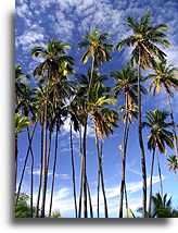 Miejsce pamięci Kapuaiwa::Wyspa Molokai, Hawaje::