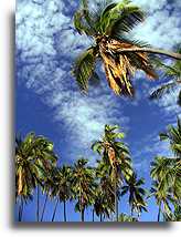 Palmy kokosowe w Kapuaiwa::Wyspa Molokai, Hawaje::