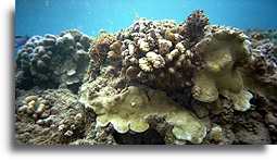 Rafa koralowa na Molokai::Wyspa Molokai, Hawaje::