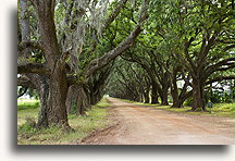 Alley of Oaks::Evergreen Plantation, Louisiana, United States::