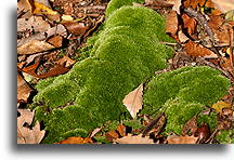 Moss and Leaves::Maryland, United States::