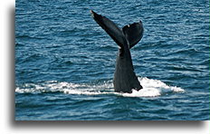 The Humpback Whale::Maine, United States::