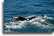 The Humpback Tail::Maine, United States::