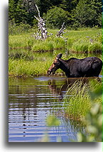 Moose in the water::Maine, United States::