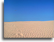 Dune in Nags Head::North Carolina, United States::