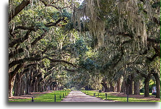Avenue of Oaks::Boone Hall Plantation, South Carolina, United States::