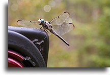 Dragonfly::Francis Marion National Forest,  South Carolina, United States::