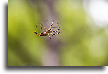 Spider::Francis Marion National Forest, South Carolina, United States::