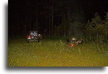 Gorąca noc w lesie::Francis Marion National Forest, Karolina Południowa, USA::
