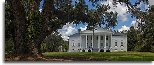 Washington Oak::Hampton Plantation, South Carolina, United States::
