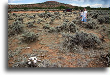 Kości wołów w Dolinie Wołowiny::Beef Basin, Utah, USA::