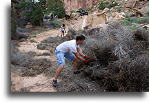 Removing tumbleweeds from the road::Beef Basin, Utah, USA::