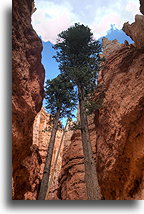 Wysokie drzewa #2::Kanion Bryce, Utah, USA::