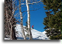 Narciarz w Snowbird #2::Snowbird, Utah, Stany Zjednoczone::
