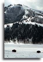 Bison w dolinie Lamar::Park Yellowstone, Stany Zjednoczone::