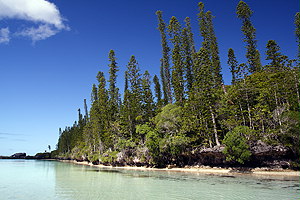 Araucaria Columnaris::Isle of Pines, New Caledonia, South Pacific::