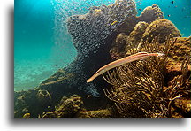 Aulostomus i ławica młodych rybek::Barbados, Karaiby::