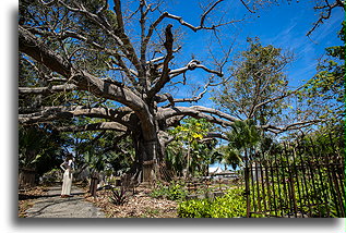 Stare drzewo Ceiba Pentandra::Barbados, Karaiby::