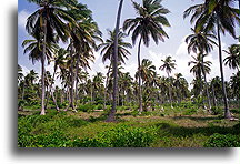 Coconut Palms::Dominican Republic, Caribbean::