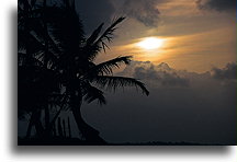 Palm Tree at Sunset::Dominican Republic, Caribbean::