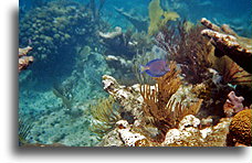 Little Blue Fish::Culebra Island, Puerto Rico, Caribbean::