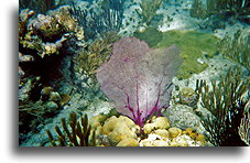 Soft Coral::Culebra Island, Puerto Rico, Caribbean::