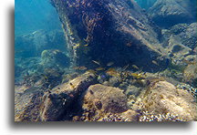 Dead Coral Reef::Saint Kitts, Caribbean::