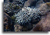 Dying Finger Coral::Saint Kitts, Caribbean::