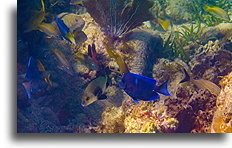 Fish Between Dead Coral::Saint Kitts, Caribbean::