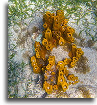 Sponge Coral::Saint Kitts, Caribbean::