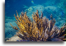 Hard Coral::Saint Kitts, Caribbean::