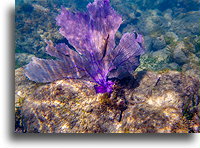 Live Sea Fan Coral::Saint Kitts, Caribbean::