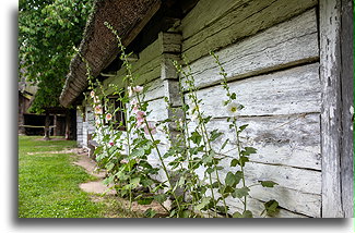 Hollyhock Flowers::Greater Poland Open-air Museum, Greater Poland, Poland::