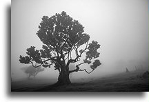 Majestic Tree::Fanal Forest, Madeira, Portugal::