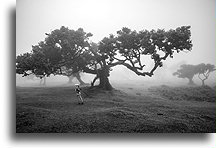 Lost in the fog::Fanal Forest, Madeira, Portugal::